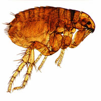 Fleas and Ticks