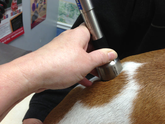 Pain Management in Pets