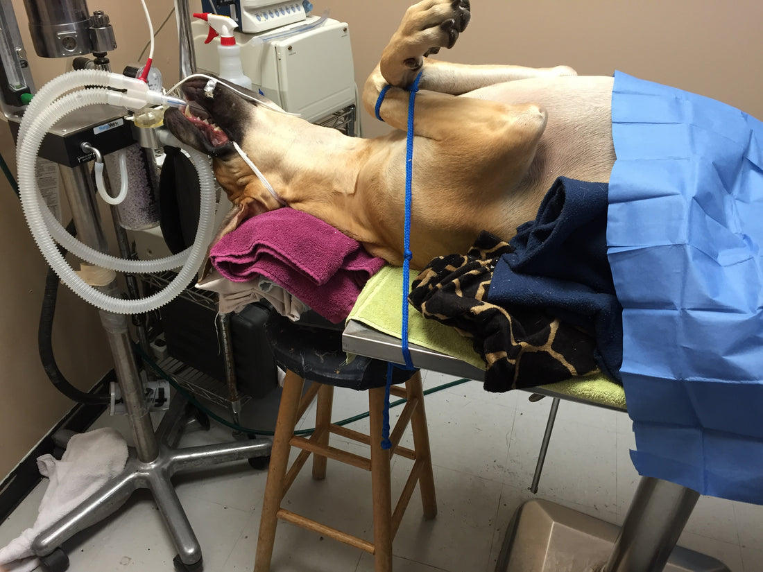 Post-operative care of your pet