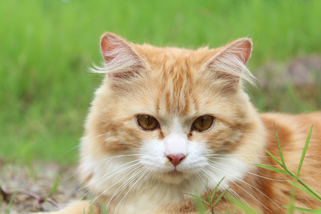Zoonotic Diseases in Cats