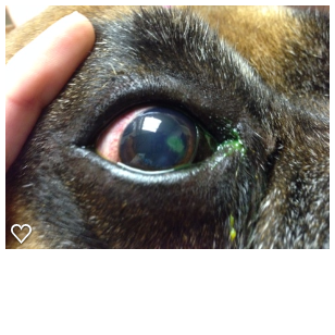 Protect your Pet's Vision