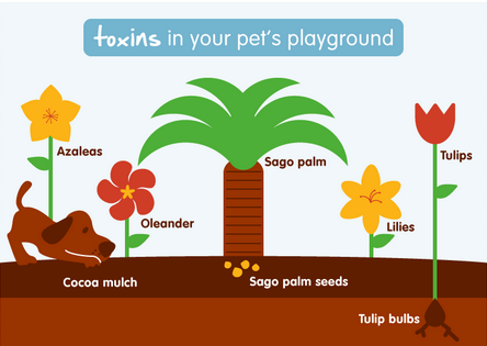 Toxic plants for pets